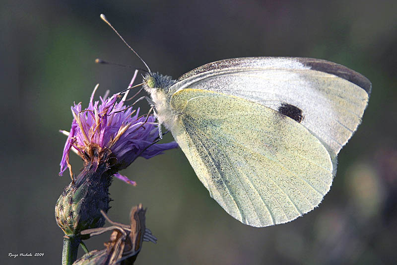 Noctuidae, Pieris brassicae, Polyommatus icarus